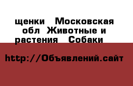 щенки - Московская обл. Животные и растения » Собаки   